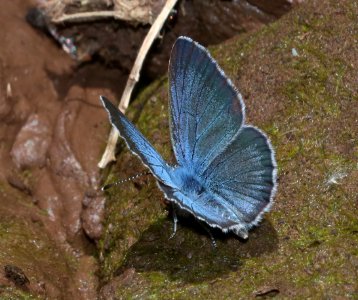 BLUE, MELISSA (Plebejus melissa) (6-18-2020) 7900 ft, hall's tank #3, greene's mt area, apache co, az -11
