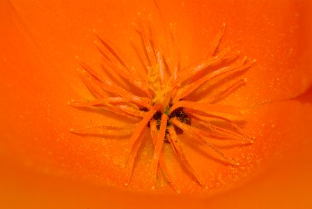 POPPY, CALIFORNIA (eschscholzia californica) (3-28-09) canet rd