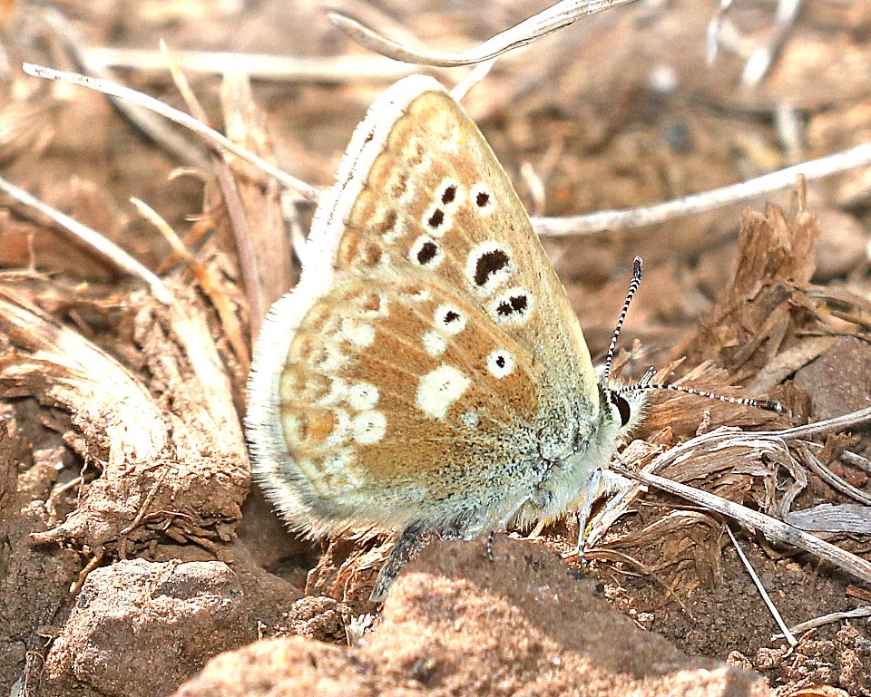 BLUE, ARCTIC (Agriades glandon) (7-6-2017) 9600 ft, boulder mt, garfield co, ut -01