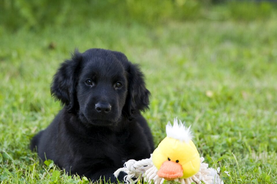 Flat-coated retriever animal pet