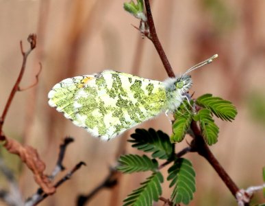 ORANGETIP, PIMA DESERT (Anthocharis cethura pima) (3-31-2018) lake patagonia ranch estates, santa cruz co, az -05