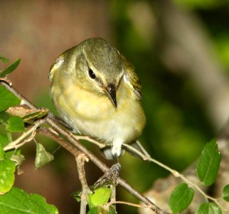 807 - TENNESSEE WARBLER (4-19-12) convention center, south padre island, tx  (3)