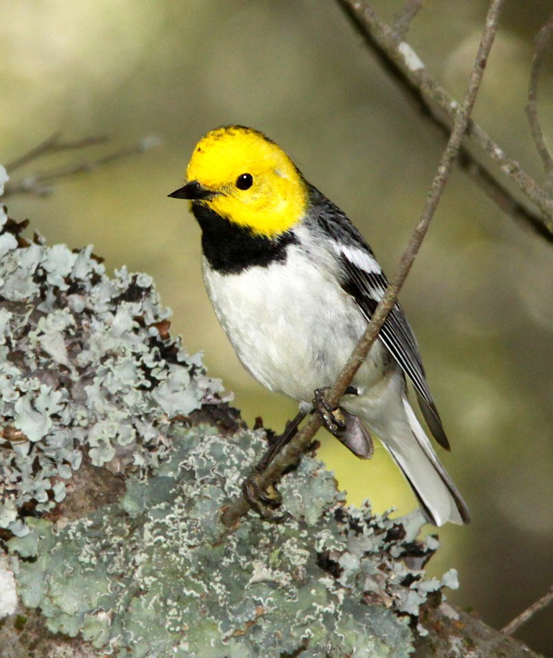 841 - HERMIT WARBLER (4-15-10) cerro alto campground area, slo co, ca (8)