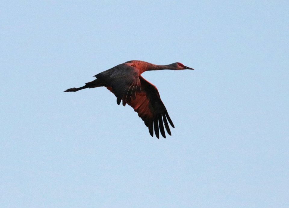 WHITEWATER DRAW WILDLIFE AREA (10-22-2019) early morning, cochise co, az -13