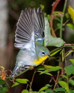 824 - NORTHERN PARULA (3-17-13) taylor co, fl  (3)