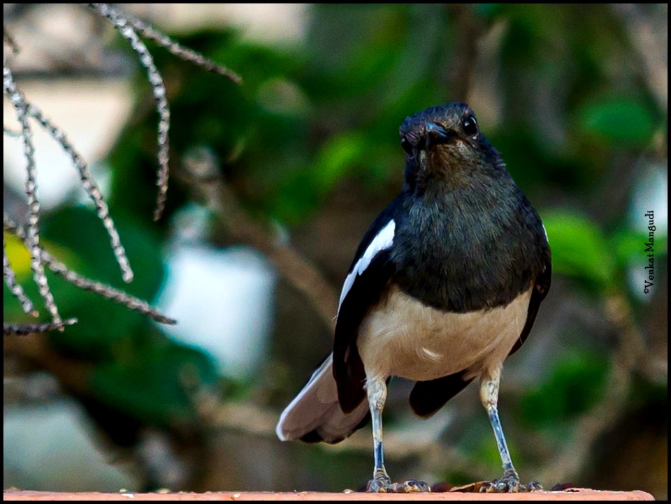 Oriental Magpie Robin