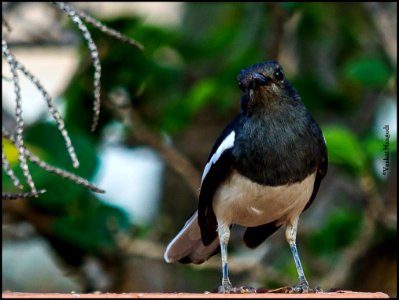 Oriental Magpie Robin