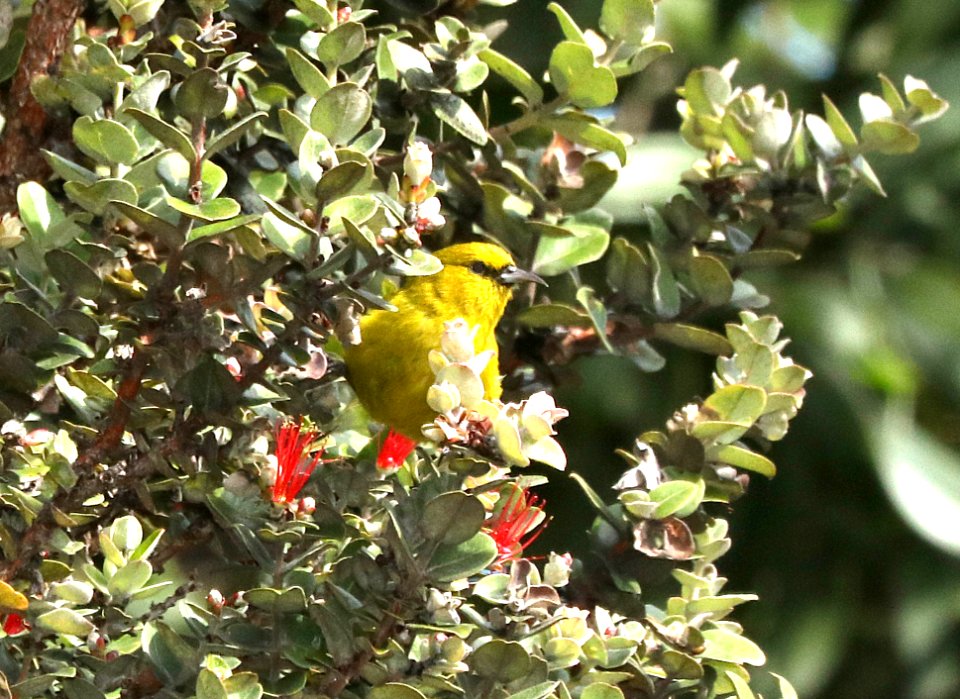 HAWAI'I AMAKIHI (8-30-2017) hakalau forest national wildlife refuge, hawaii co, hawaii-01 male