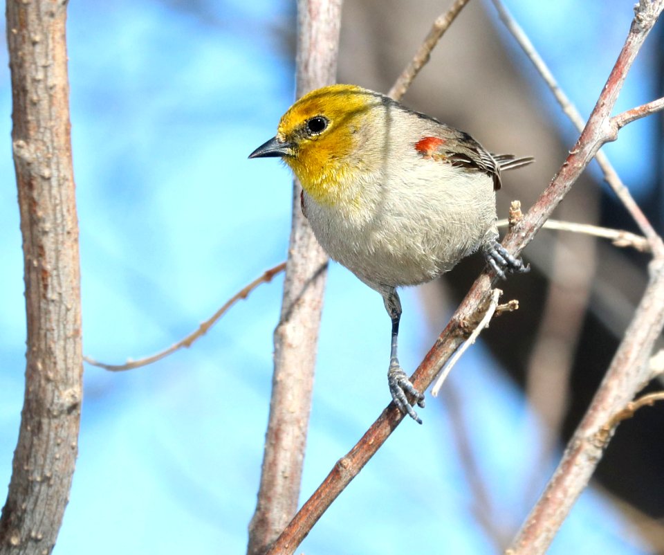 683 - VERDIN (3-9-2020) hereford, cochise co, az -01