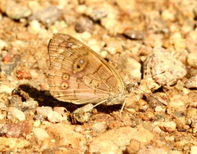DINGY PURPLEWING (Eunicia monima) (9-19-2019) 1000 hrs, garden canyon, ft huachuca, huachuca mts, cochise co, az -01