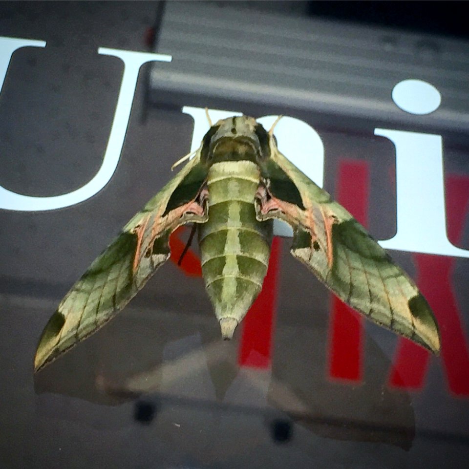 Pandorus Sphinx