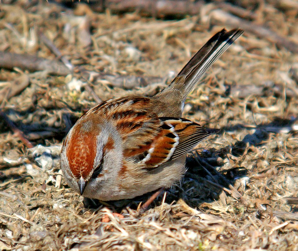 870 - AMERICAN TREE SPARROW (2-11-07) rhode island (5)