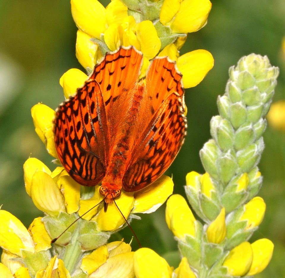 FRITILLARY, GREAT SPANGLED (Speyeria cybele) (6-12-2017) daniel boon native gardens, boon, watuga co, nc-08