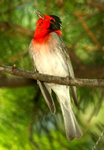 849 - RED-FACED WARBLER (5-30-2019) ramsey canyon, huachuca mts, cochise co, az -08