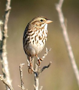 883 - LARGE-BILLED SAVANNAH SPARROW (11-4-06) morro bay estuary, slo co, ca  (2)