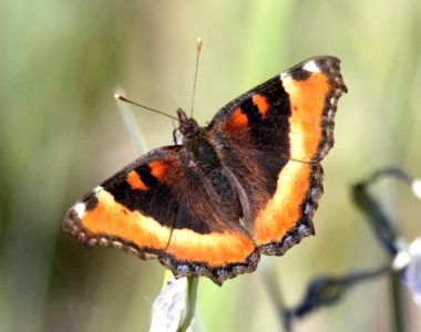 TORTOISESHELL, MILBERT'S (Aglais milberti) (6-14-13) 8500 ft, alpine divide c g, 4 m south of alpine, apache co, az -03