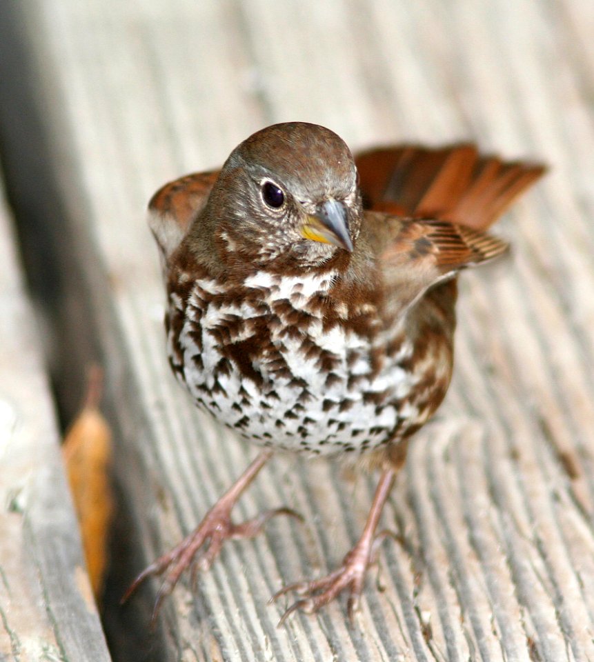 891 - SOOTY FOX SPARROW (1-3-08) montano de oro st park, slo co, ca