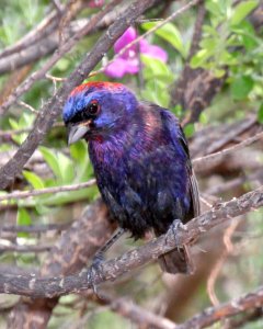 925 - VARIED BUNTING (8-23-2015) 78 circulo montana, patagonia lake ranch estates, scc, az -02
