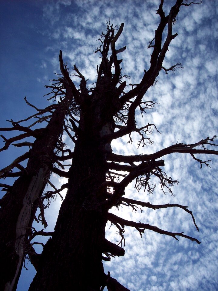 Cloud silhouette dead