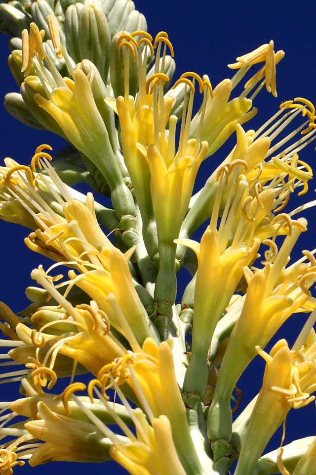 SHIN DAGGER (Agave schotti) (9-14-11) patagonia lake, scc, az -03