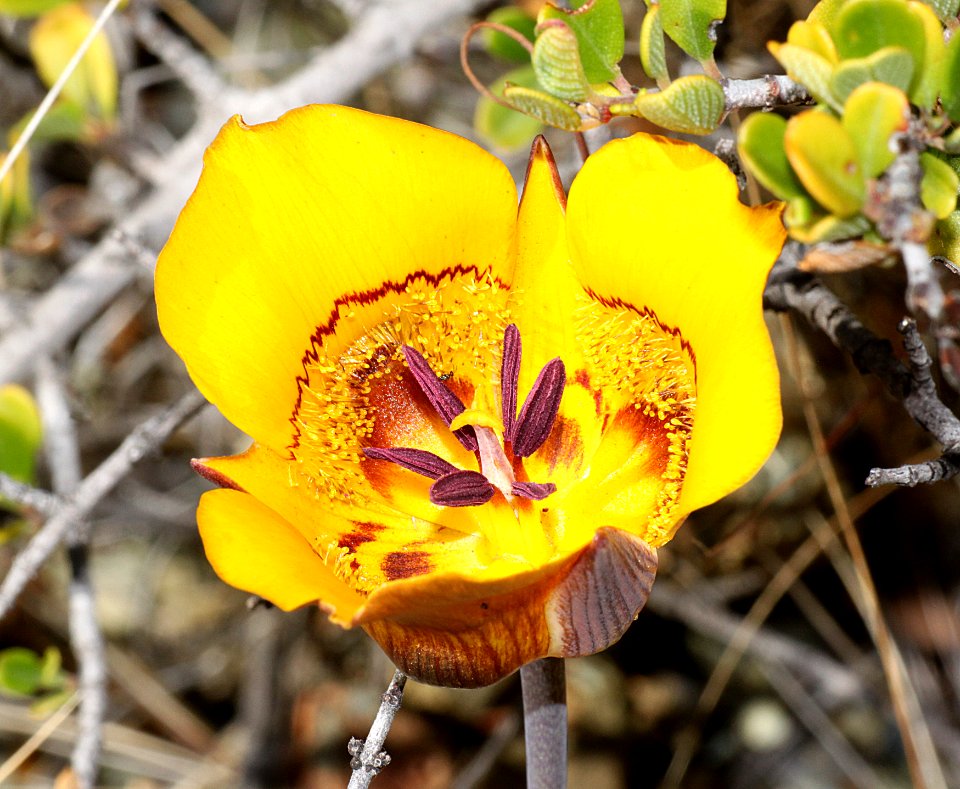 MARIPOSA LILY, CLUBHAIR (Calochortus clavatus) (6-22-10) north end of cuesta ridge, slo co, ca -02