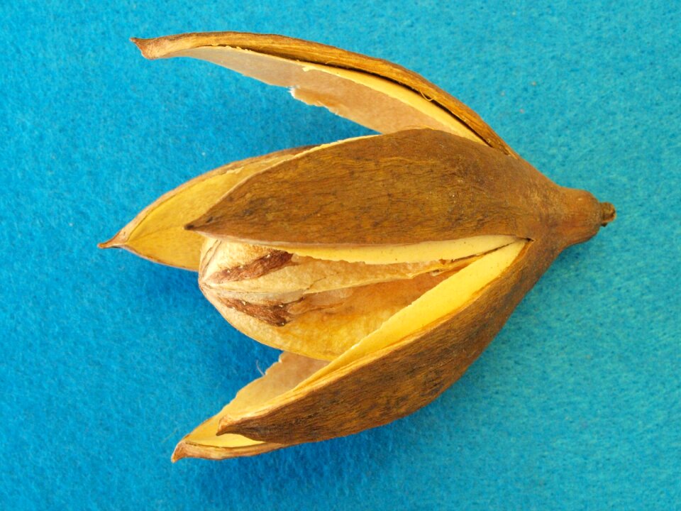 Sapeli tree panicle flowers india