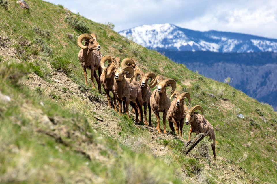 Bighorn rams on Mount Everts