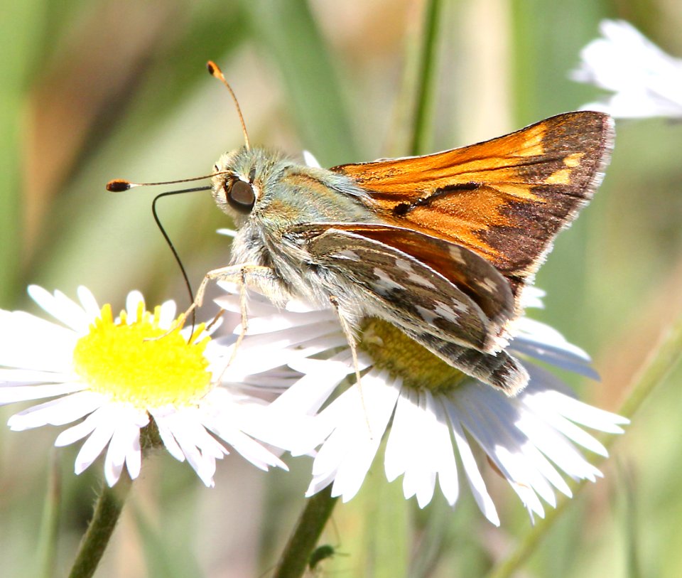 SKIPPER, NEVADA (Hesperia nevada) (6-8-13) male, 8500 ft, pine-oak, lake creek, 5 m east of hell's backbone, boulder mt, garfield co, ut   (1)