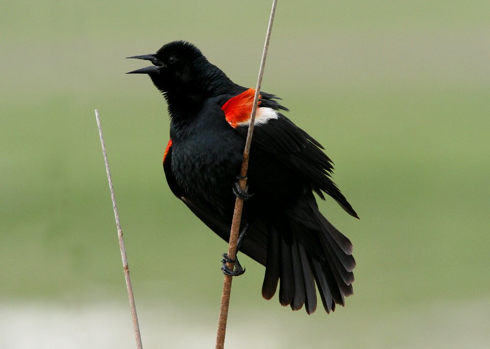 BLACKBIRD, TRI-COLORED (4-6-08) -06