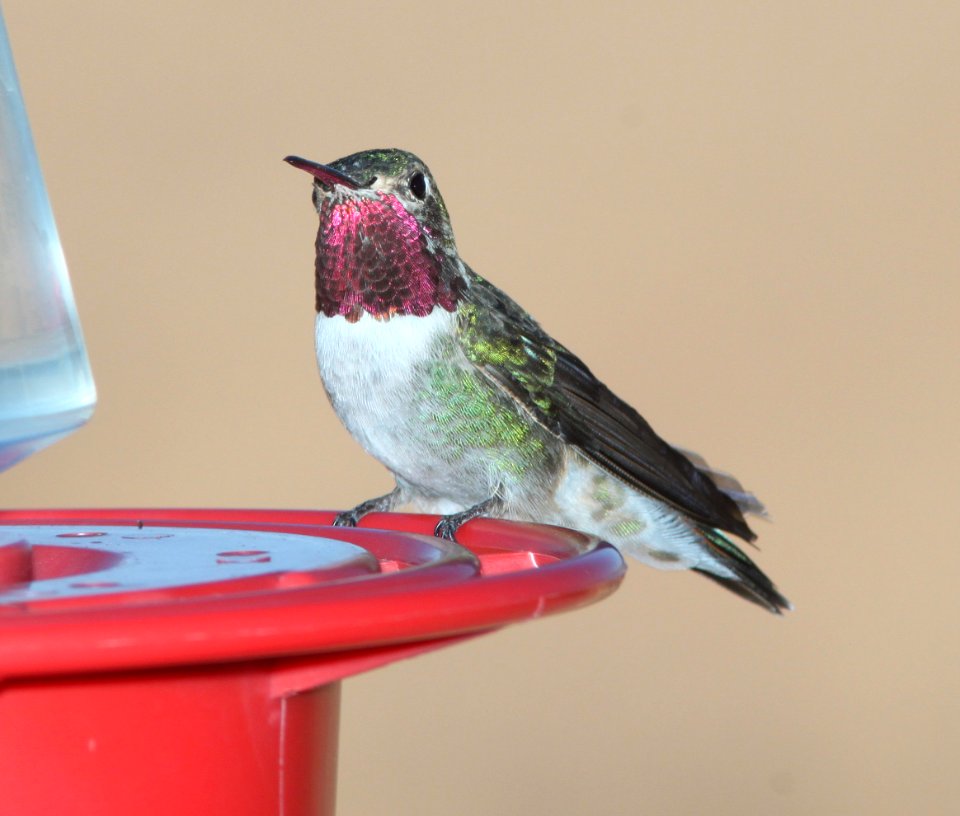 HUMMINGBIRD. BROAD-TAILED (3-27-11) 78 circulo montana, patagonia lake ranch estates, scc, az -03