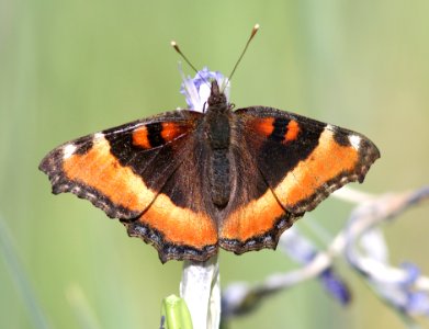 TORTOISESHELL, MILBERT'S (Aglais milberti) (6-14-13) 8500 ft, alpine divide c g, 4 m south of alpine, apache co, az -01