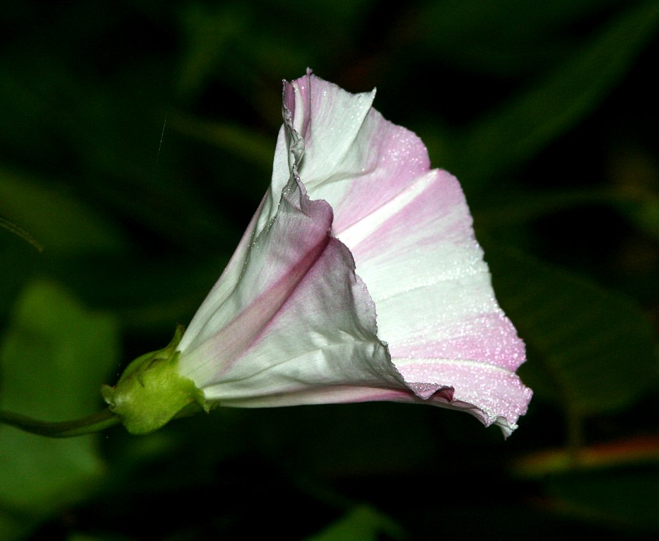 MORNING GLORY (calystegia macrostegia) (9-5-07) coon creek -1