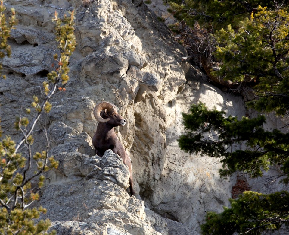 Bighorn sheep on Mt. Everts