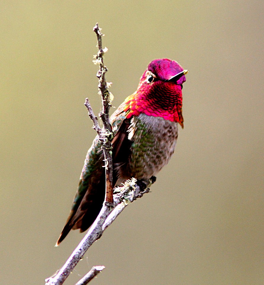 HUMMINGBIRD, ANNA'S (3-14-07)