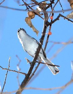 704 - BLACK-CAPPED GNATCATCHER (2-5-2017) patagonia lake, santa cruz co, az -01 second gnatcatcher seen today