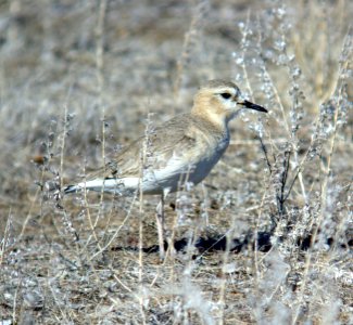 268 - MOUNTAIN PLOVER (1-18-07) carrizo plain, slo co, ca (2)