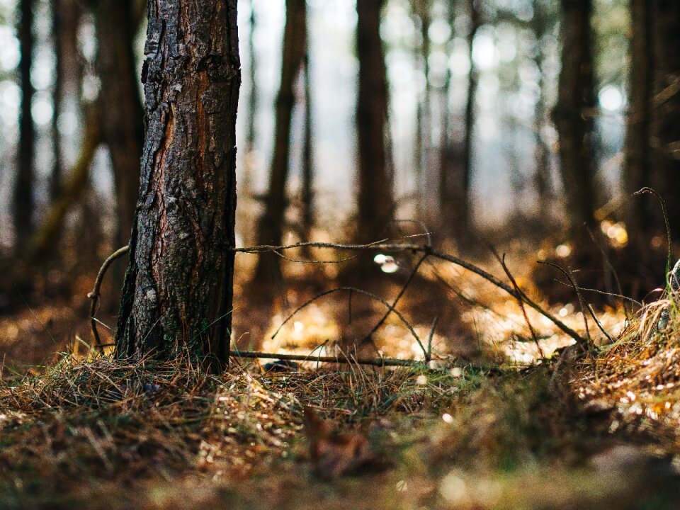 Trunk ground needles