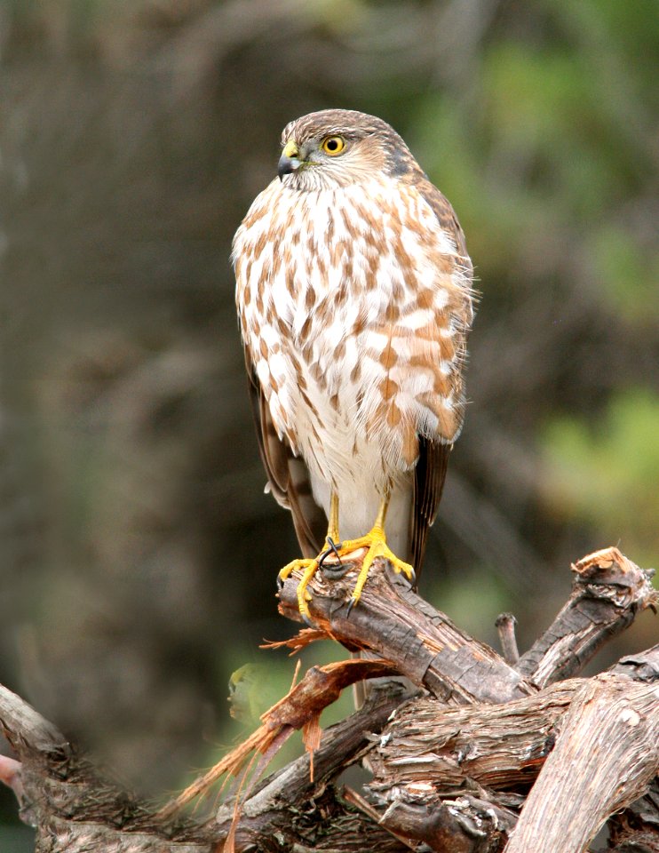 216 - SHARP-SHINNED HAWK (3-19-08) juv, canet rd, sloco, ca (1)