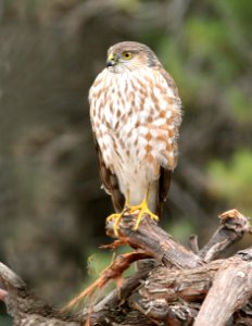 216 - SHARP-SHINNED HAWK (3-19-08) juv, canet rd, sloco, ca (1)