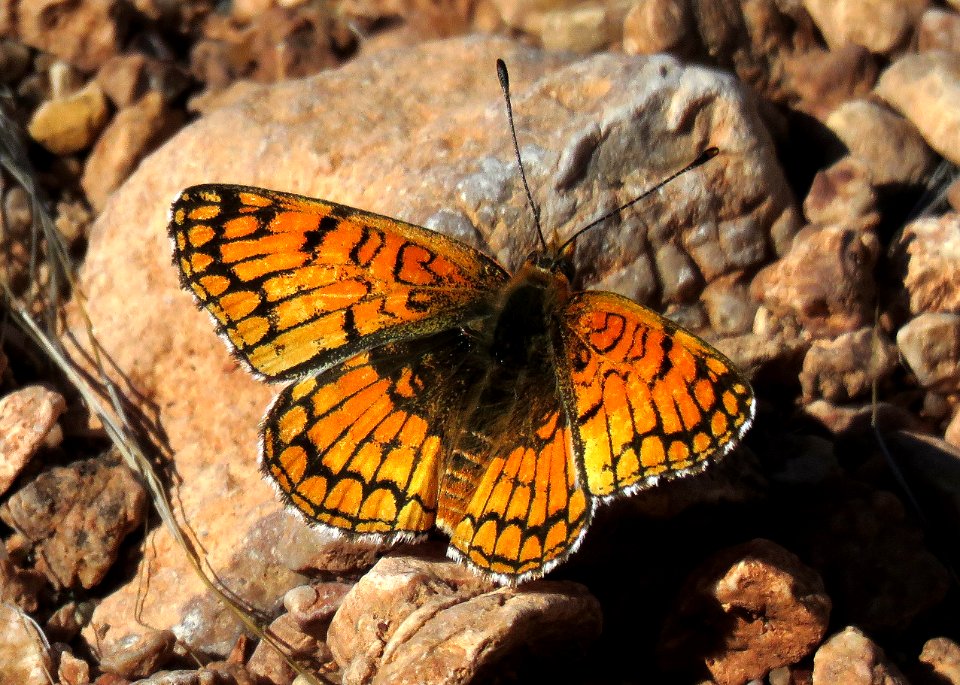 CHECKERSPOT, SAGEBRUSH (chlosyne acastus) (4-1-2020) mud hills campsite, gold buttes nat monument, clark co, nv -02