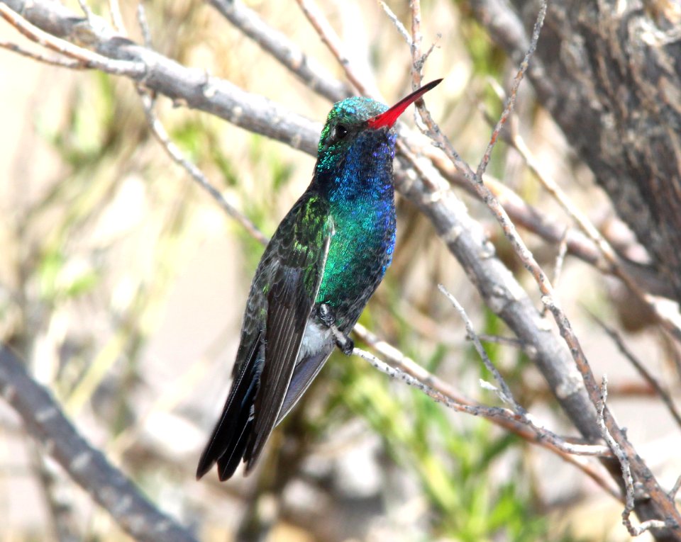 HUMMINGBIRD, BROAD-BILLED (3-23-11) 78 circulo montana, patagonia lake ranch estates, scc, az -01