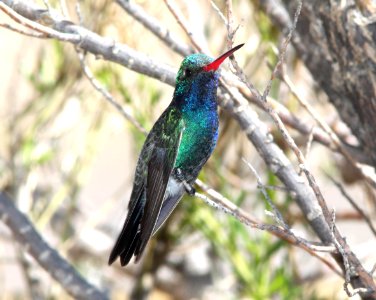 HUMMINGBIRD, BROAD-BILLED (3-23-11) 78 circulo montana, patagonia lake ranch estates, scc, az -01
