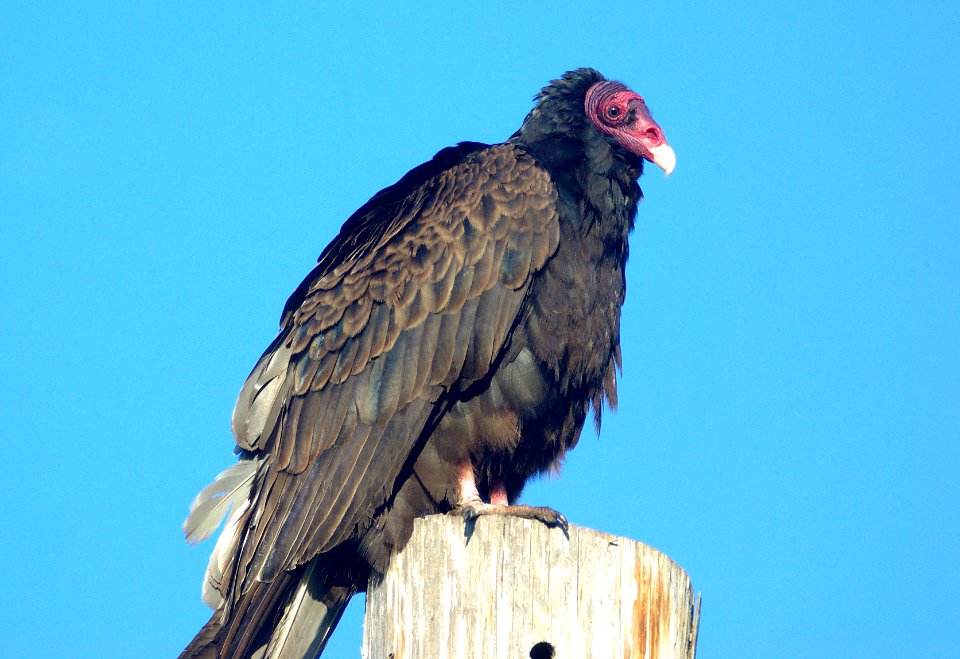 203 - TURKEY VULTURE (3-8-09) sloco, ca