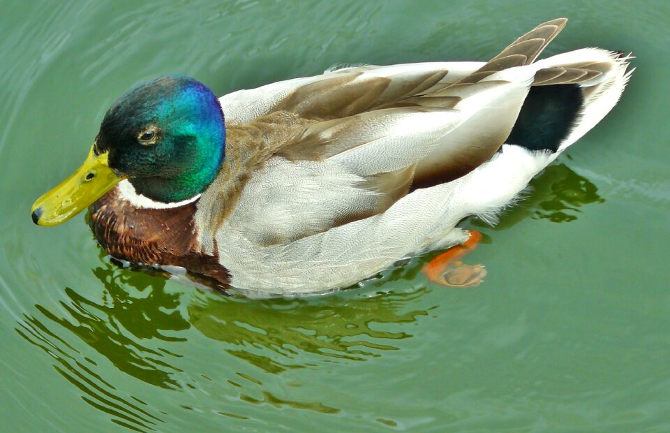 Duck bird bird water