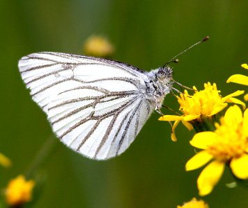 MARGINED WHITE (Pieris marginalis) (6-14-13) 8800ft, hannigan ck, 2 m north of hannigan lodge, greenlee co, az -02