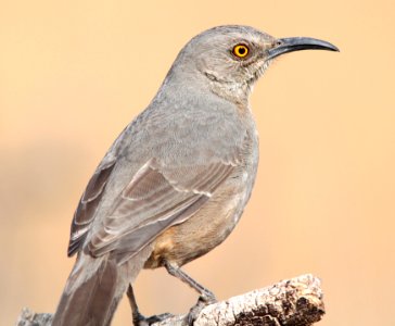 767 - CURVE-BILLED THRASHER (3-12-11) kino springs, scc, az - (5)