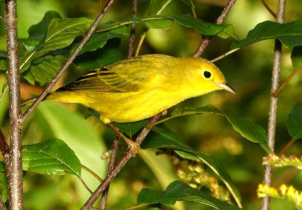 829 - YELLOW WARBLER (9-27-2018) pepperell, middlesex co, ma -08
