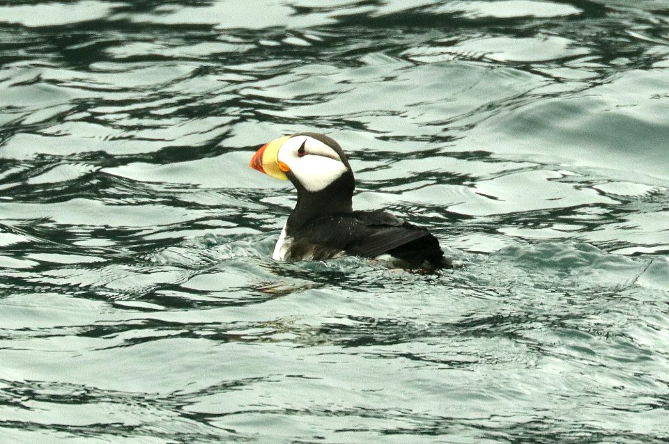420 - HORNED PUFFIN (6-16-2019) northwest glacier tour, kenai fjords nat park, out of seward, ak -02