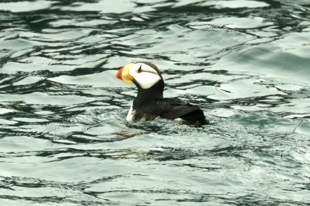 420 - HORNED PUFFIN (6-16-2019) northwest glacier tour, kenai fjords nat park, out of seward, ak -02