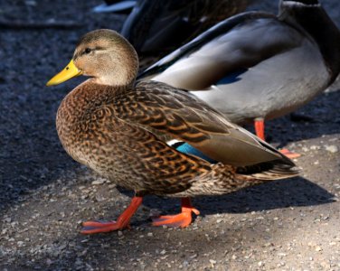027 - MALLARD (Northern x Mexican hybrid male) (12-5-2016) farmington, san juan co, new mexico -b(3)
